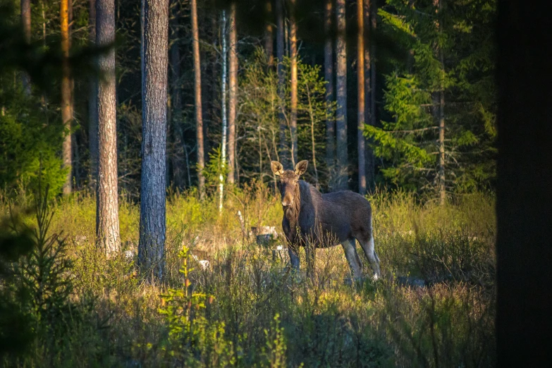 a moose standing in the middle of a forest, by Jacob Kainen, unsplash contest winner, hurufiyya, dappled in evening light, 🦩🪐🐞👩🏻🦳, summer siberian forest taiga, meadow in the forest