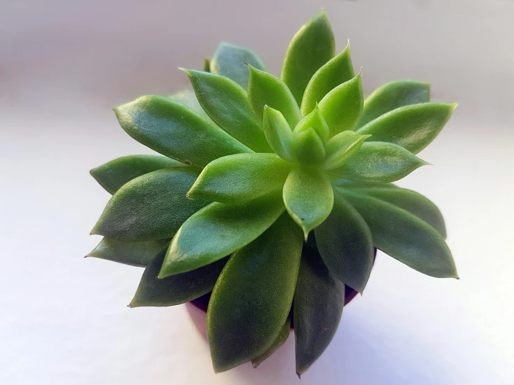 a small green plant sitting on top of a white table, pexels, hurufiyya, bromeliads, it\'s name is greeny, high angle view, 2 years old