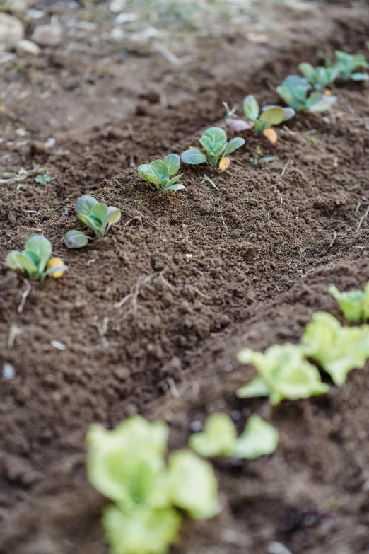 a row of lettuce growing in a garden, an album cover, by Jessie Algie, unsplash, land art, brown mud, mix, high angle close up shot, seedlings