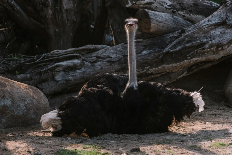 an ostrich that is laying down in the dirt, sitting on a log, lachlan bailey, high quality photo, long thick shiny black beak