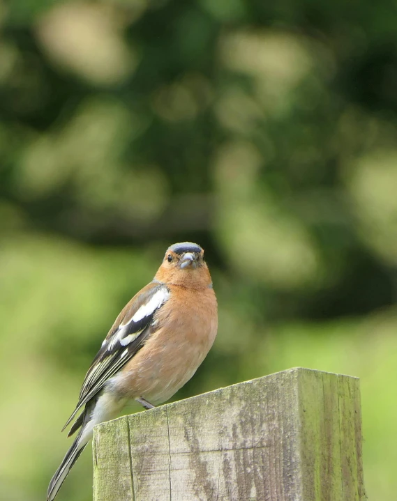 a bird sitting on top of a wooden post, facing the camera