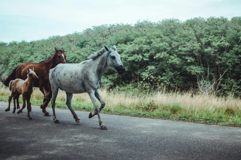 a group of horses walking down a road, pexels contest winner, grey, 2 animals, instagram post, 4 k smooth