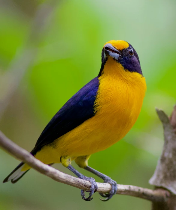 a yellow and blue bird perched on a tree branch, pexels contest winner, sumatraism, galactic yellow violet colors, portrait of a big, small chin, museum quality photo