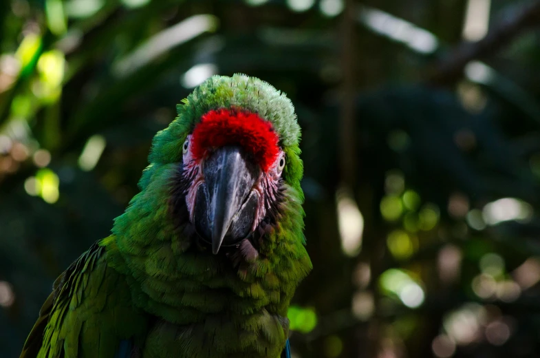 a close up of a parrot on a tree branch, a portrait, pexels contest winner, shades green and red, 🦩🪐🐞👩🏻🦳, humanoid feathered head, in a jungle environment