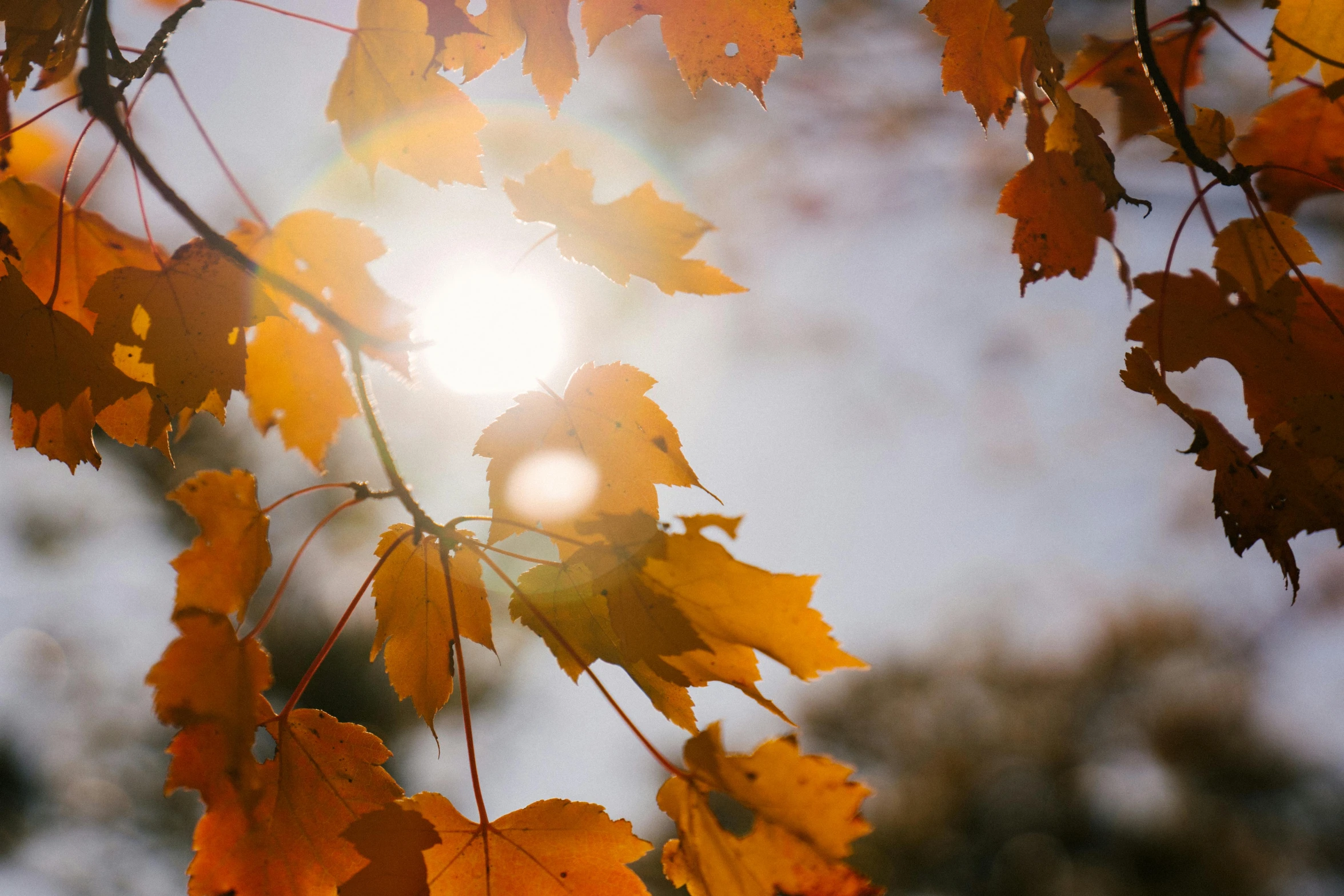 the sun shines through the leaves of a tree, pexels contest winner, autumn bokeh, thumbnail, maple syrup, sunny sky