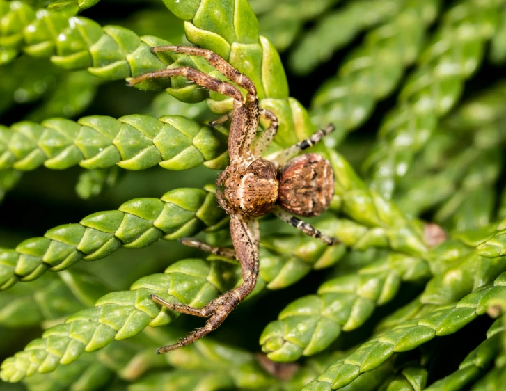 a spider sitting on top of a green plant, megascans, very crispy, savory, fan favorite