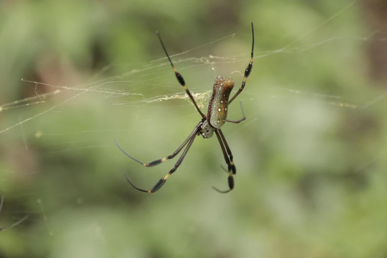 a close up of a spider on a web, by Robert Brackman, hurufiyya, including a long tail, black and gold wires, cotton, avatar image