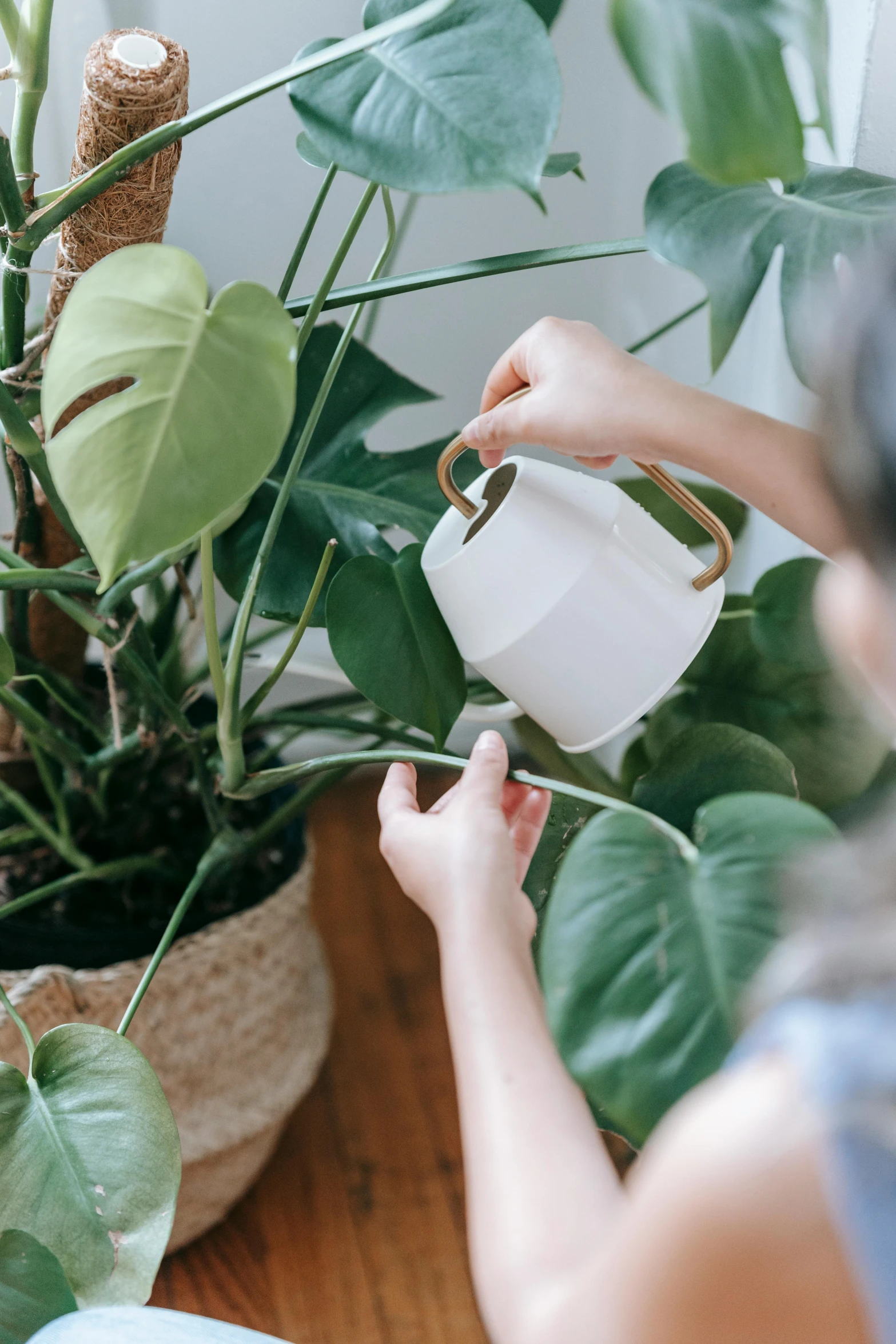 a woman holding a watering can next to a potted plant, unsplash, organic ceramic white, top-down shot, lush jungle, carefully crafted