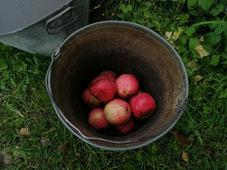 a bucket full of apples sitting in the grass, a still life, by Jessie Algie, pexels, 10k, pink, low quality photo, cooked