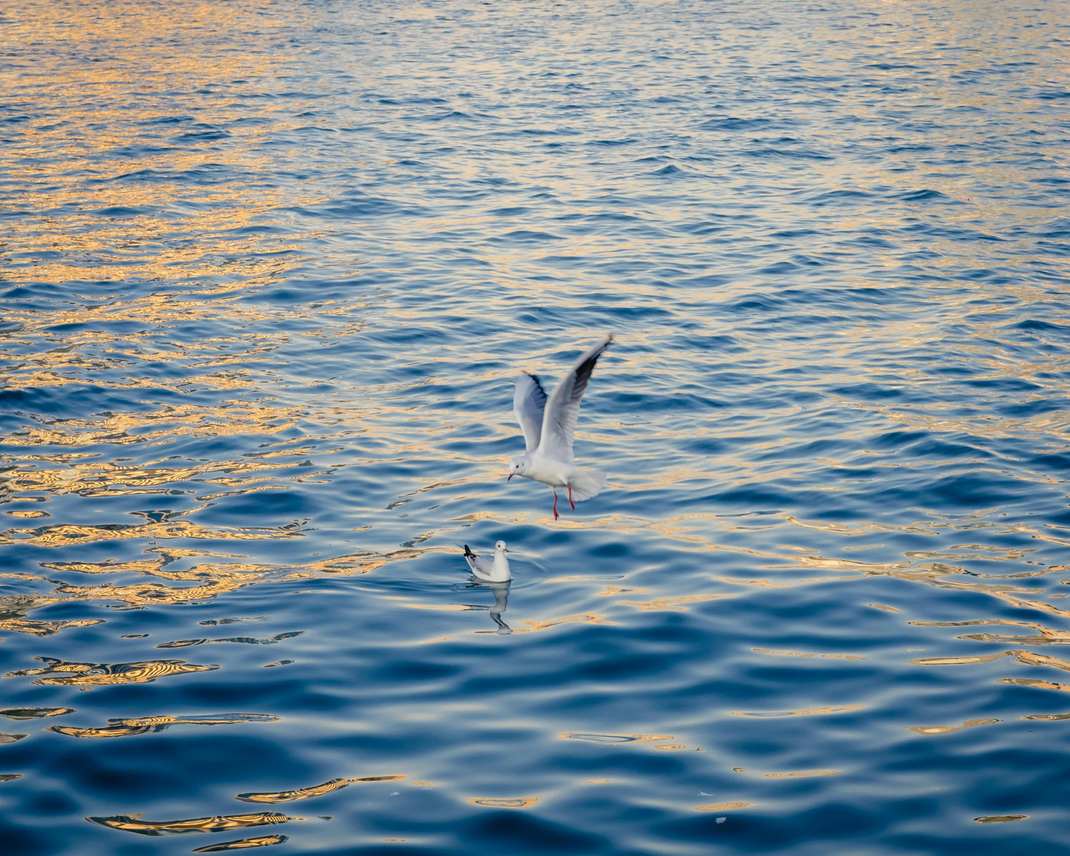 a seagull flying over a body of water, a photo, minimalism, filtered evening light, fishes, super detailed image, gold