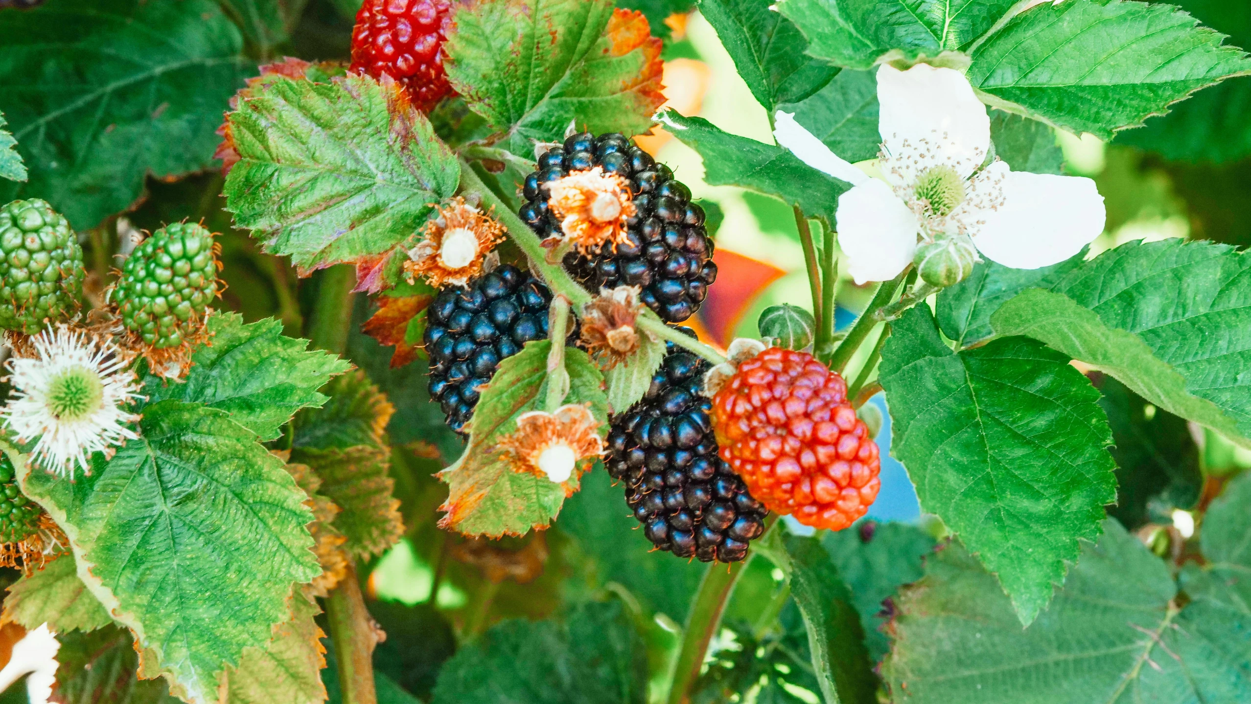 a close up of a bunch of berries on a plant, 🦩🪐🐞👩🏻🦳, multi - coloured, burberry, ready to eat