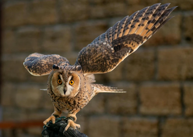a close up of an owl on a glove, pexels contest winner, arabesque, leaping towards viewer, frontal pose, outdoor photo, tail raised