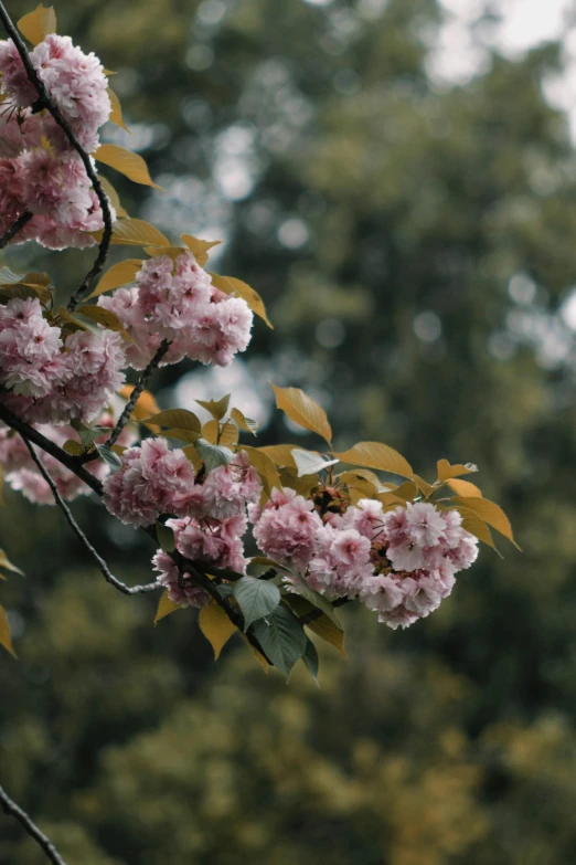 a bunch of pink flowers that are on a tree, by Jacob Toorenvliet, trending on unsplash, romanticism, overcast day, paul barson, cherry blossom forest, lush surroundings