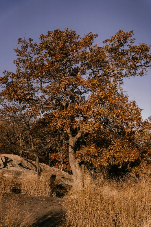 a man riding a horse down a dirt road, by Elsa Bleda, unsplash, australian tonalism, laying under a tree on a farm, amber and blue color scheme, ancient oak forest, slide show