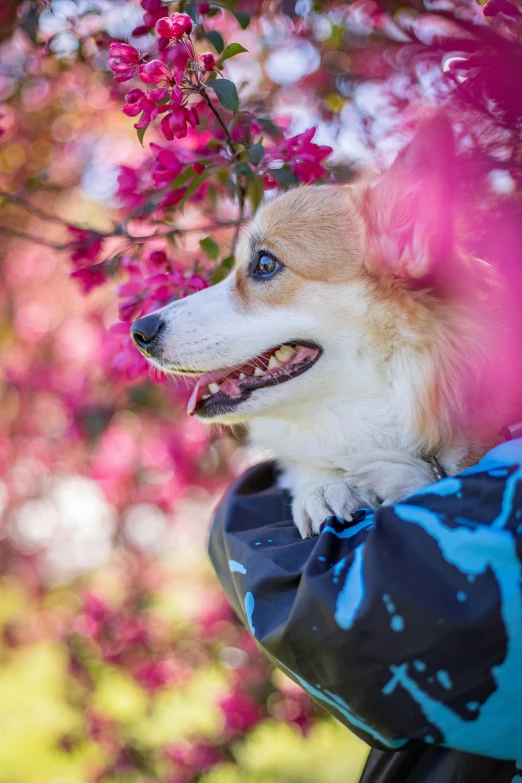 a dog sitting on the back of a motorcycle, a portrait, by Julia Pishtar, trending on unsplash, lush sakura trees, corgi, splash of color, portrait closeup