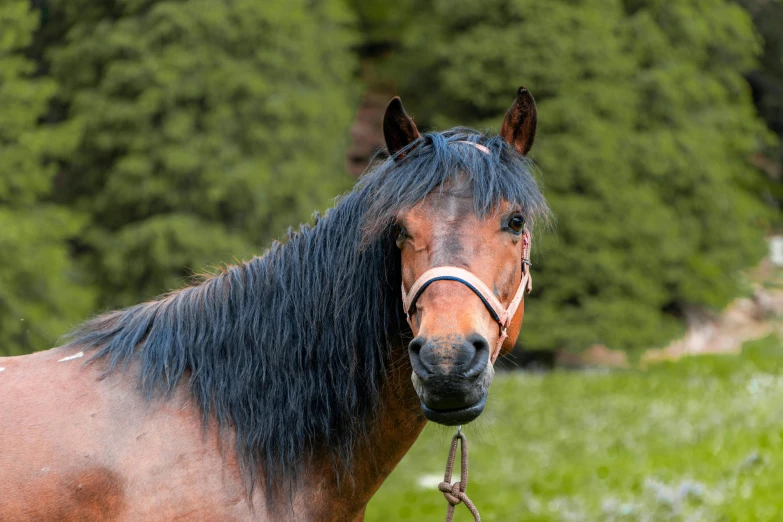 a brown horse standing on top of a lush green field, profile image, lovingly looking at camera, distant photo