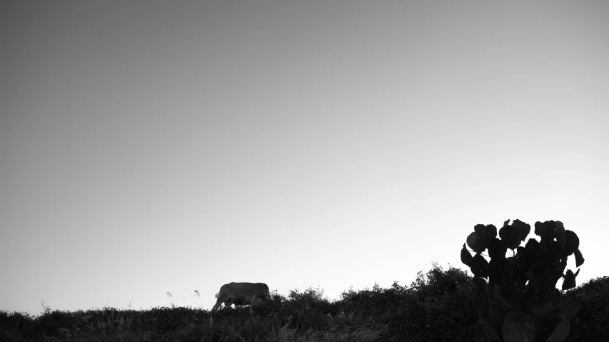 a couple of elephants that are standing in the grass, a black and white photo, by Mathias Kollros, unsplash, minimalism, girl walking on mountain, having a snack, explorers of the ruins at dusk, medium format. soft light