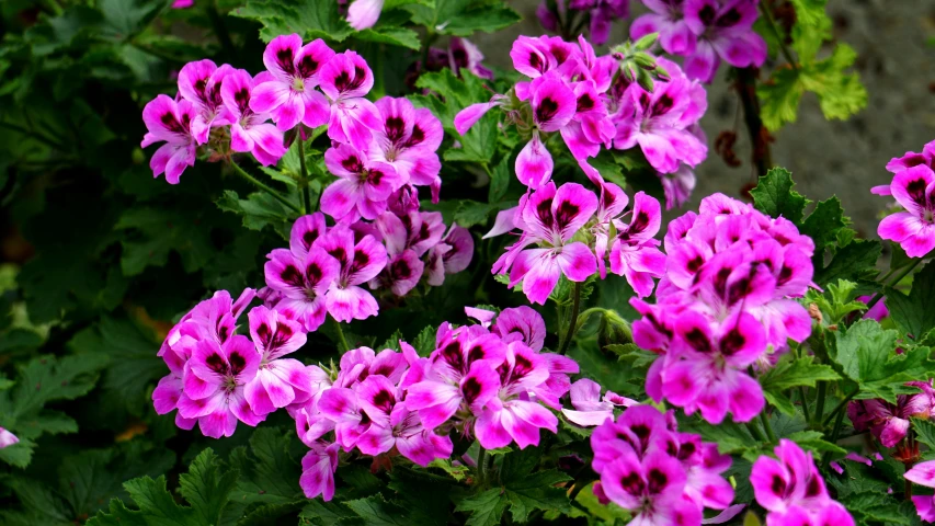 a close up of a bunch of purple flowers, pink magic, award-winning, potted plants, arabella mistsplitter