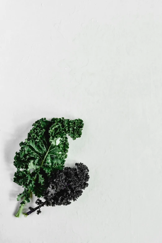 a close up of a piece of broccoli on a white surface, by Carey Morris, trending on unsplash, with black vines, salad and white colors in scheme, jovana rikalo, kaleidoscopic