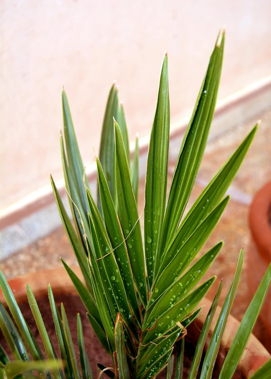 a close up of a plant in a pot, inspired by Exekias, hurufiyya, sleek spines, blessing palms, “ iron bark, slightly tanned