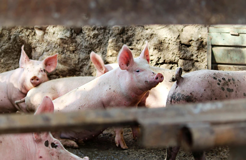 a group of pigs standing next to each other, a picture, pexels contest winner, feed troughs, thumbnail, 15081959 21121991 01012000 4k, 2 5 6 x 2 5 6 pixels