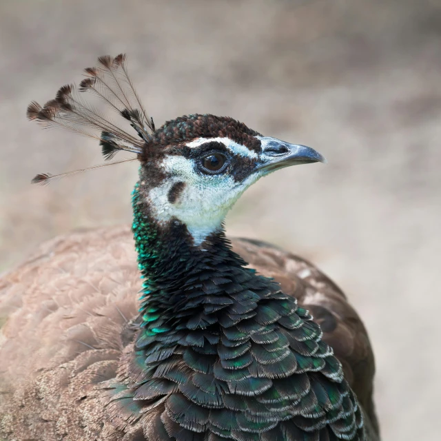 a close up of a bird with feathers on it's head, a portrait, pexels contest winner, hurufiyya, head and full body view, diadem, teals, museum quality photo