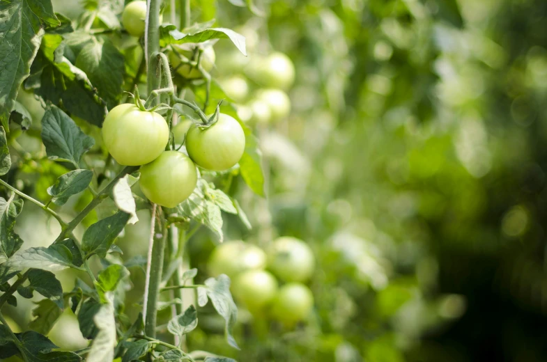 a bunch of green tomatoes growing on a tree, profile image, subtle detailing, rows of lush crops, sunny light