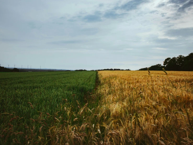 a grassy field with a lone tree in the distance, unsplash, color field, tall corn in the foreground, boundary of two lands, split near the left, gold and green
