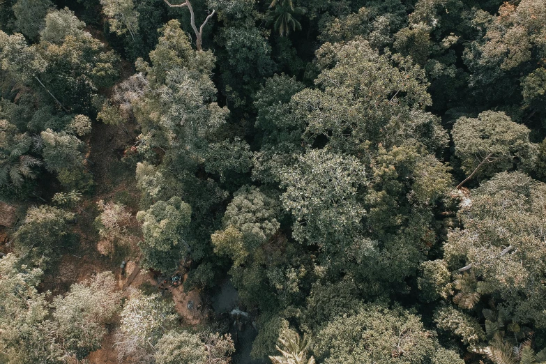 a river running through a lush green forest, a screenshot, unsplash contest winner, hurufiyya, helicopter view, eucalyptus trees, sri lankan landscape, looking down at the forest floor