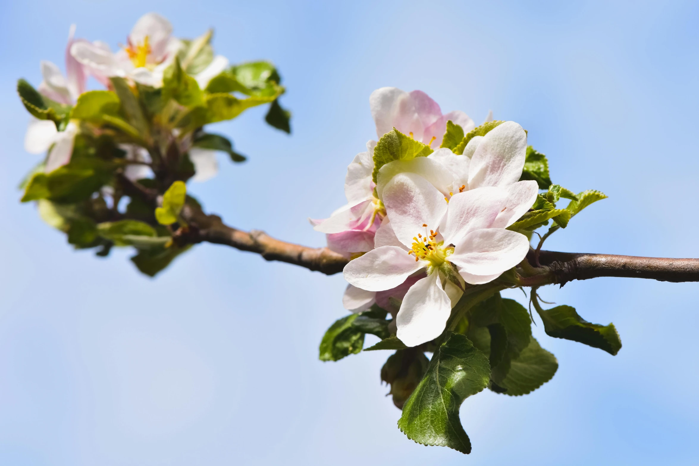 a branch with white and pink flowers against a blue sky, inspired by Anne Nasmyth, unsplash, apples, portrait photo, uncropped, high resolution