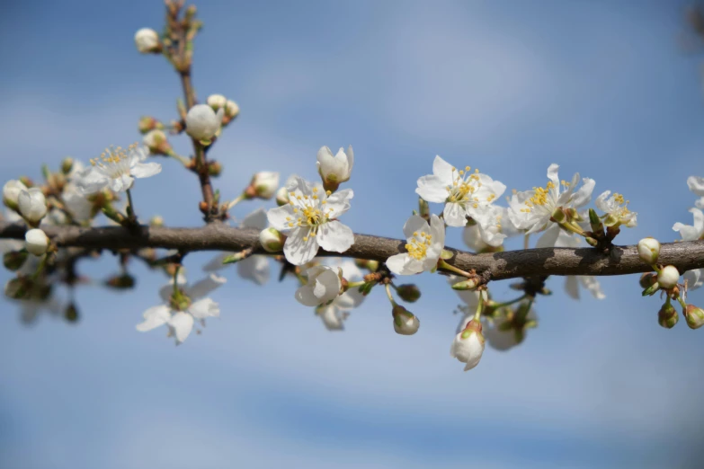 a branch with white flowers against a blue sky, by Niels Lergaard, unsplash, fruit trees, rusty, shot on sony a 7, portrait image