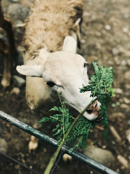 a close up of a sheep eating a plant, multiple stories, profile image, food, hanging