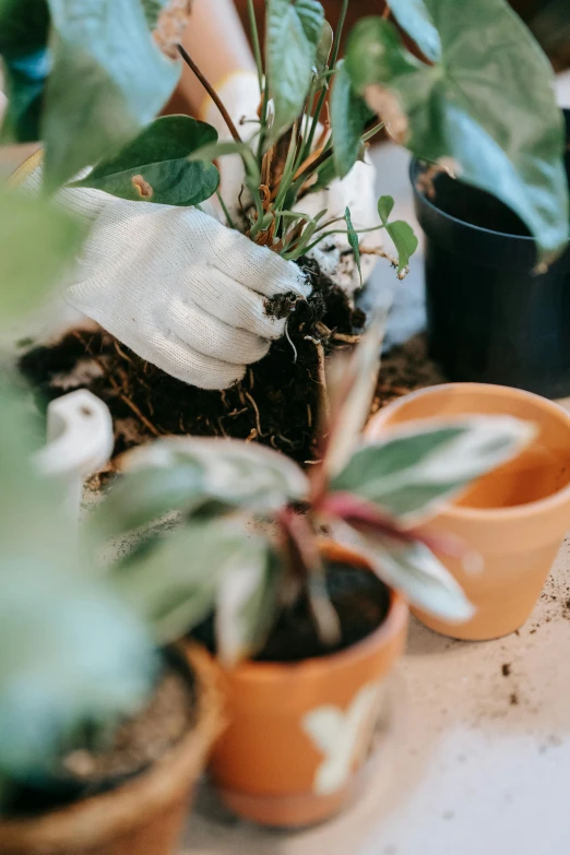 a close up of a potted plant on a table, pexels contest winner, process art, using a spade, tending on pinterest, vine and plants and flowers, root system