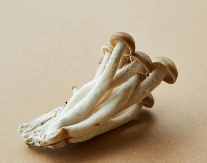 a group of mushrooms sitting on top of a table, a macro photograph, inspired by Sarah Lucas, unsplash, mingei, blonde cream, ramps, tall thin, cubensis
