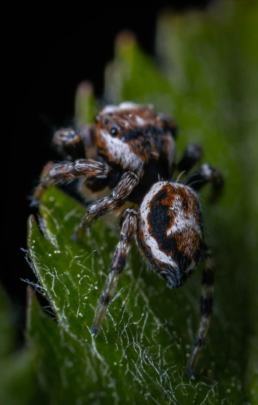 a close up of a spider on a leaf, by Dave Allsop, slide show, jonathan ivy, two male, high angle