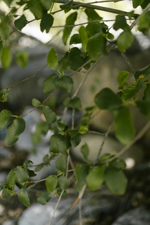 a bird sitting on top of a tree branch, inspired by Maruyama Ōkyo, unsplash, arabesque, with ivy, betula pendula, photo of green river, photograph 3 5 mm