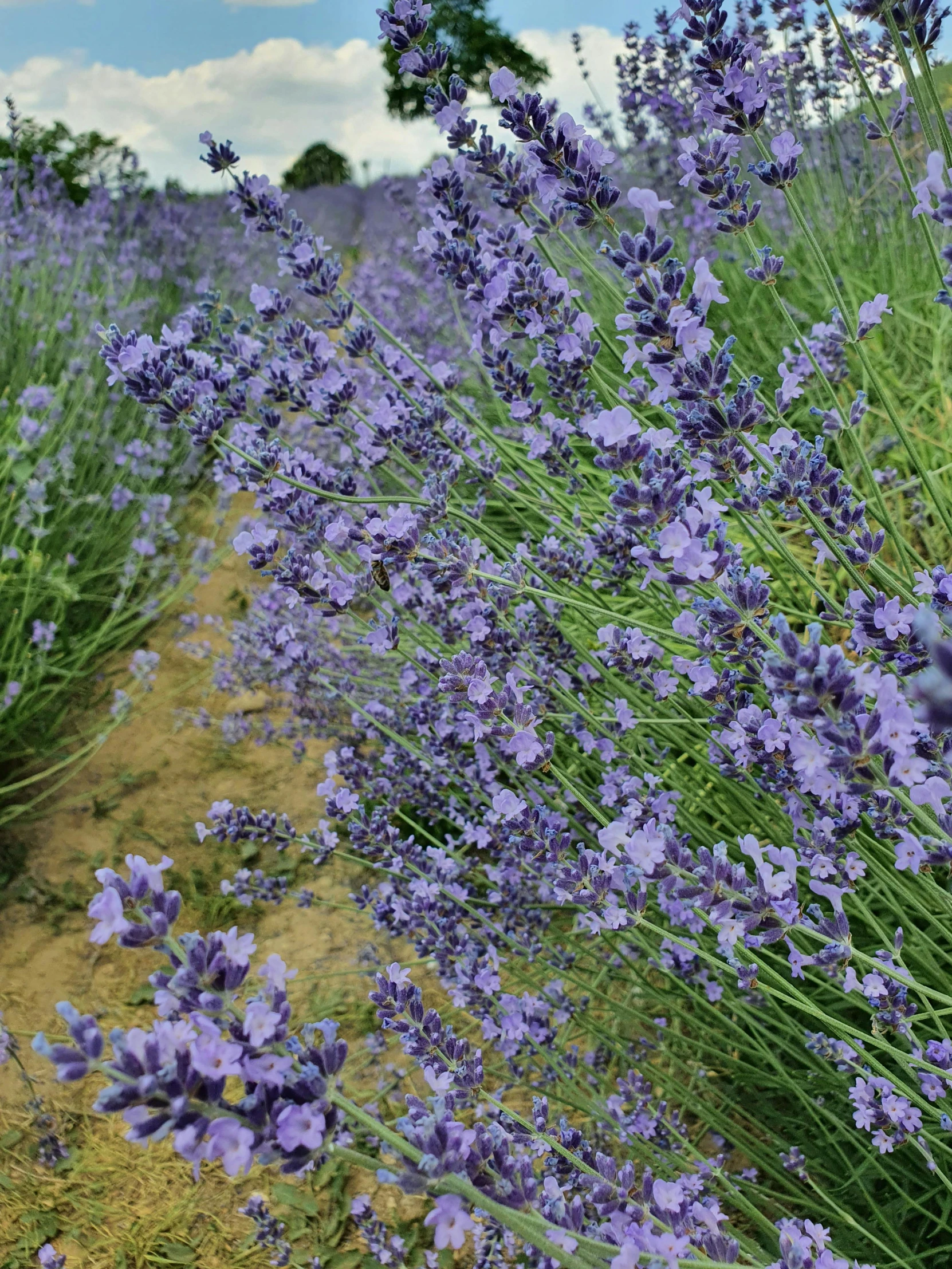 a field of lavender flowers with a blue sky in the background, looking around a corner, on display, sweaty, grey