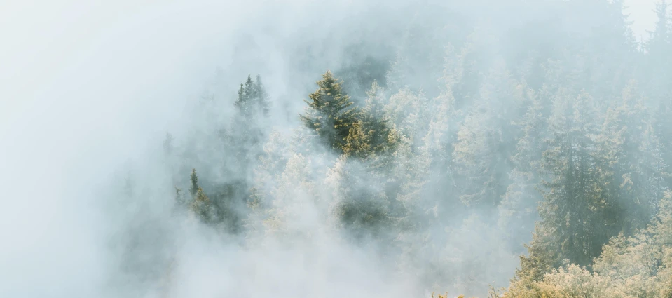 a herd of cattle standing on top of a lush green field, inspired by Elsa Bleda, pexels contest winner, romanticism, smoke filled room, pine trees, white fog painting, dark pine trees