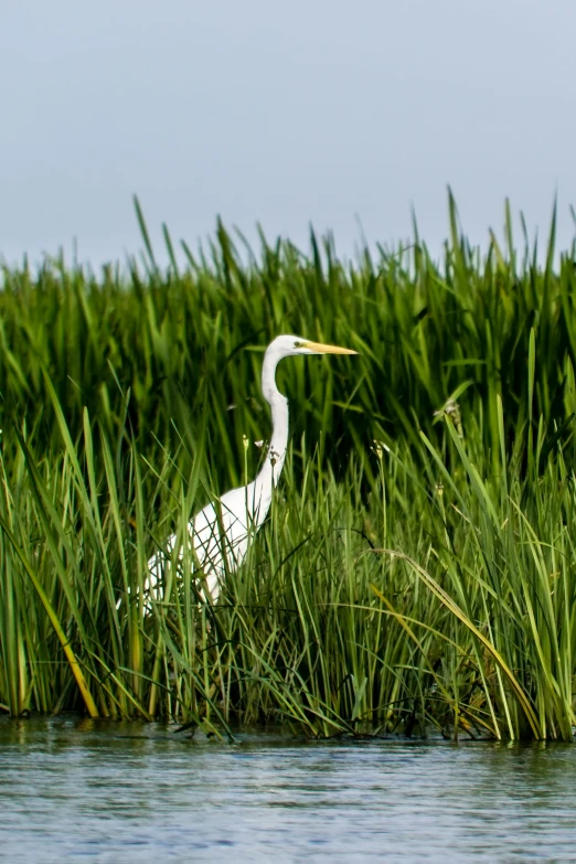 a white bird standing on top of a lush green field, overgrown with aquatic plants, tall grass, 2019 trending photo, fishing