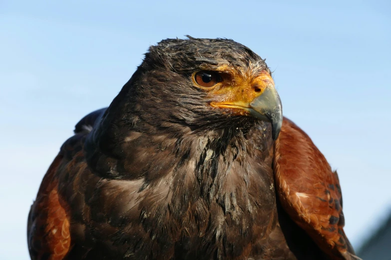 a close up of a bird of prey with a blue sky in the background, pexels contest winner, hurufiyya, 🦩🪐🐞👩🏻🦳, avatar image, various posed, brown