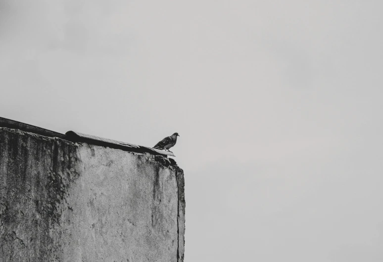 a black and white photo of a bird sitting on top of a building, postminimalism, mid shot photo, background image, location ( favela _ wall ), high-quality wallpaper