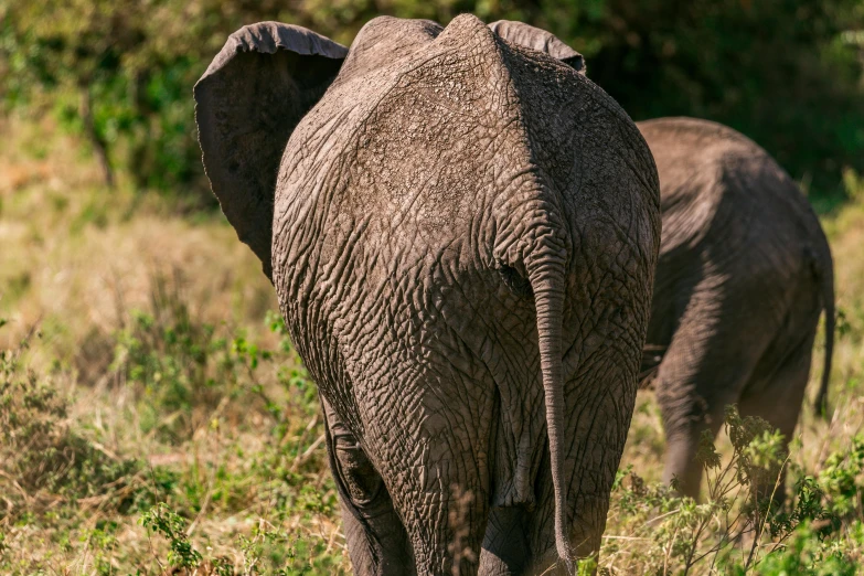 a couple of elephants that are standing in the grass, pexels contest winner, hurufiyya, rear facing, young male, very kenyan, high resolution photo