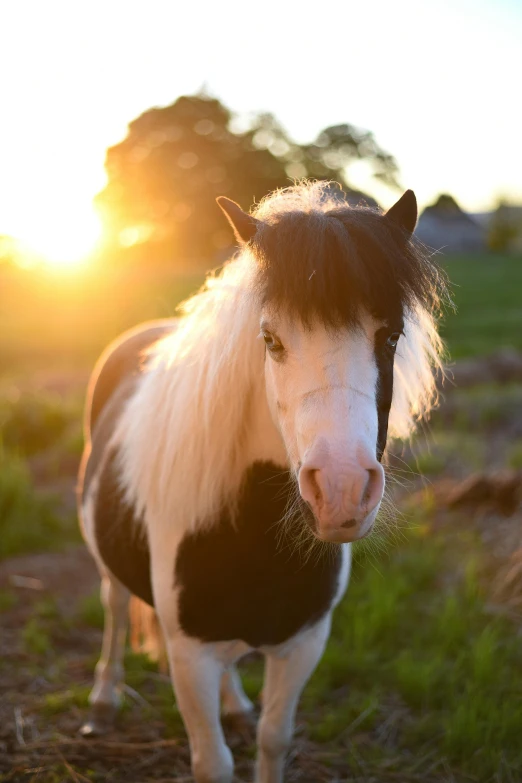 a brown and white horse standing on top of a grass covered field, in the sunset, facing the camera