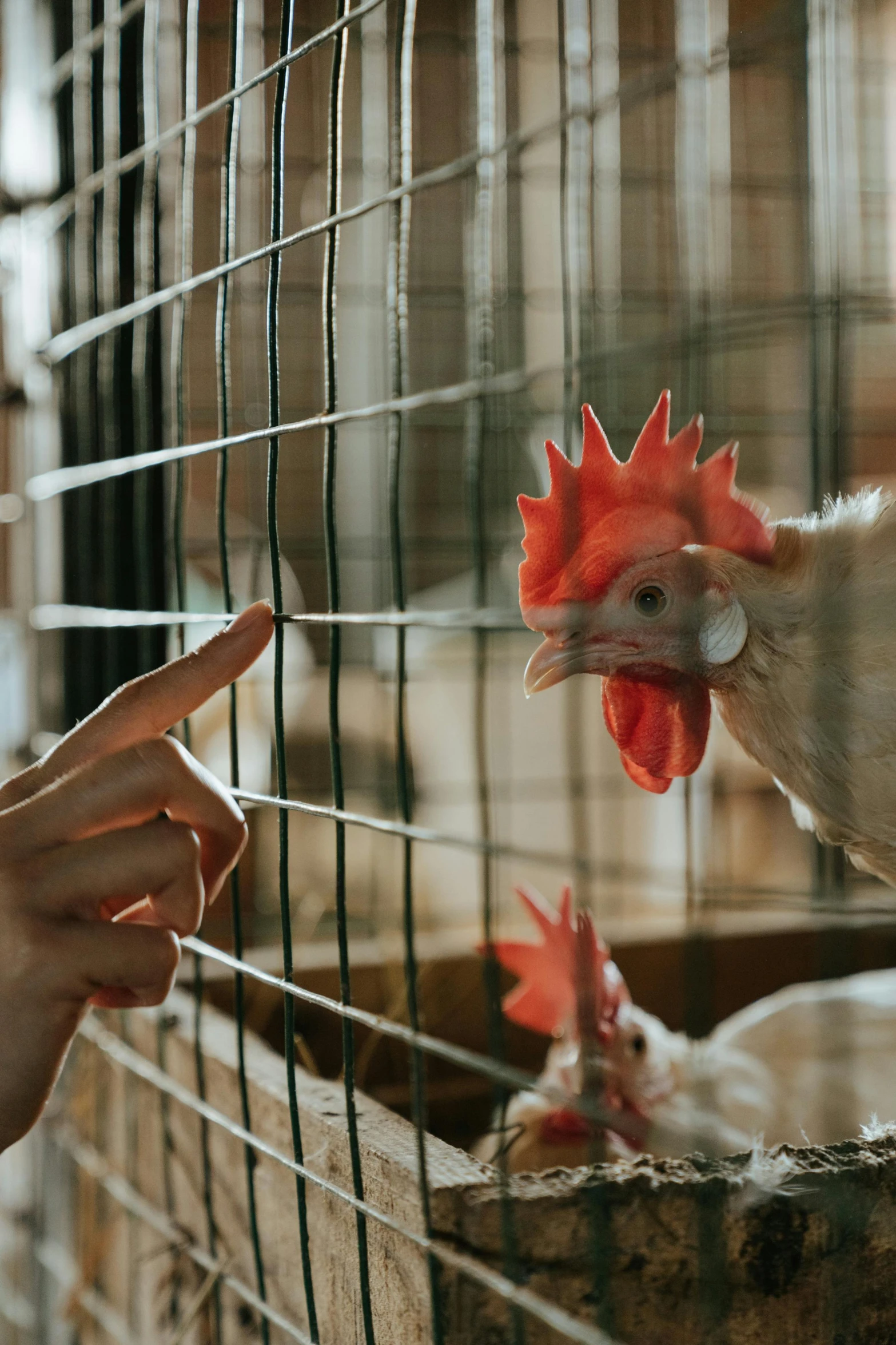 a person pointing to a chicken in a cage, pexels contest winner, 🦩🪐🐞👩🏻🦳, gif, alessio albi, super high resolution