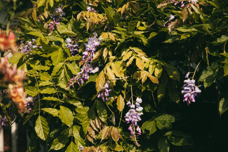 a fire hydrant sitting next to a bush filled with purple flowers, unsplash, leaves on branches, with dappled light, wearing gilded ribes, draped in fleshy green and pink