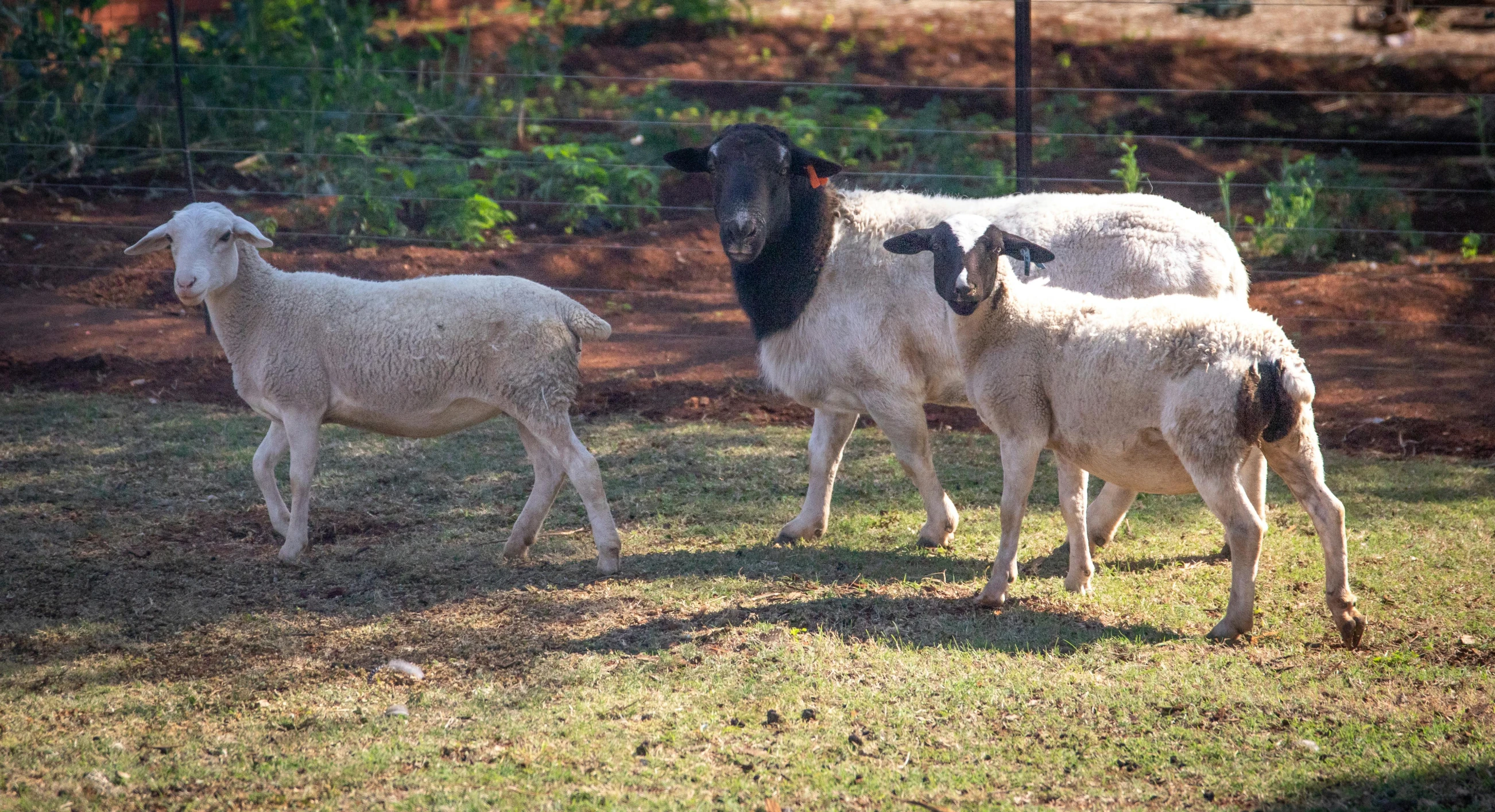 a herd of sheep standing on top of a grass covered field, tamborine, three animals, no cropping, college