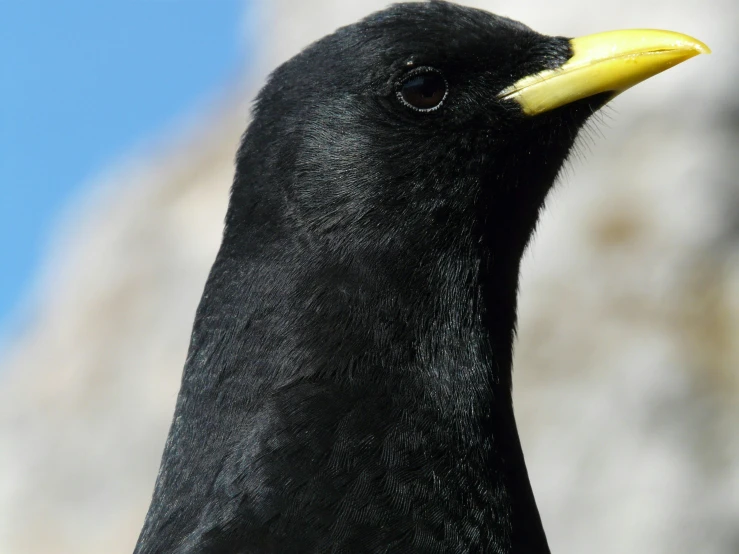 a close up of a black bird with a yellow beak, pexels contest winner, 🦩🪐🐞👩🏻🦳, pale pointed ears, smooth shank, looking upwards