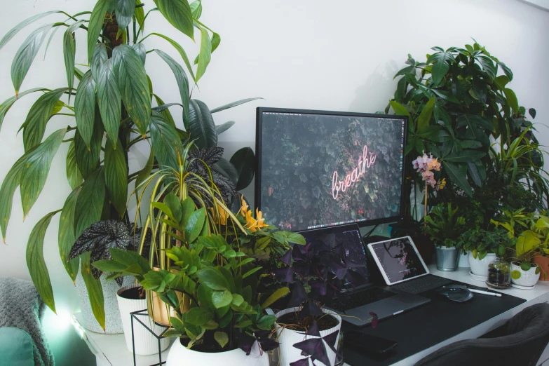 a computer sitting on top of a desk next to a bunch of plants, inspired by Elsa Bleda, trending on pexels, lush gardens hanging, large screens, intricately defined, some green and purple