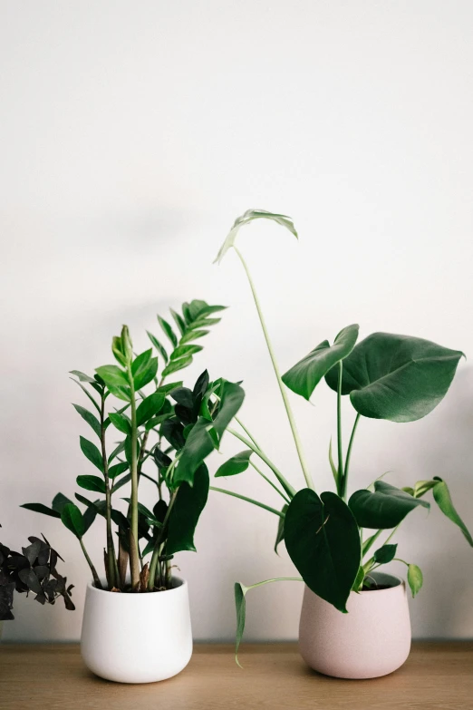 a couple of potted plants sitting on top of a wooden table, by Carey Morris, minimalism, lush greens, studio photo, all growing inside an enormous, mix