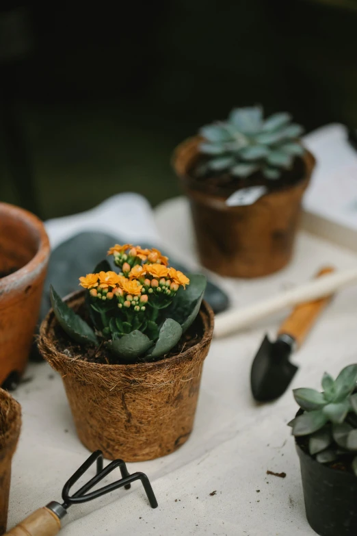 a table topped with potted plants and gardening tools, a still life, pexels contest winner, orange flowers, overcast mood, detailed product shot, brown